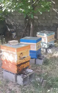 زنبور عسل