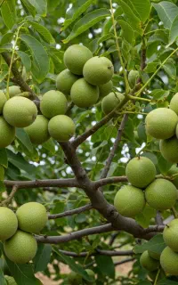 فروش نهال گردو پکان در محمودآباد با باردهی انفجاری