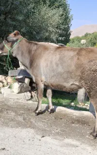 گاو سویسی هفت ماه ابستن  مالچه جوان