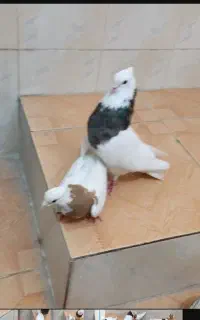 کبوتر