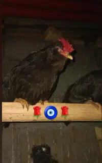 دو عدد خروس  طوسی ذغالی و مشکی