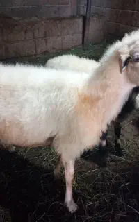 گوسفند ماده همراه با بره نر