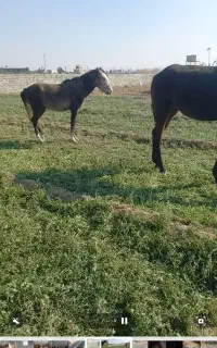 باشگاه سوارکاری پانسیون آموزش