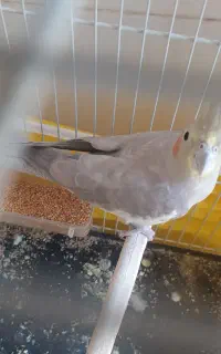جفت عروس