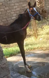 کره مادیان