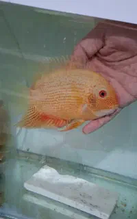 سورم رد اسپات خونی کلکسیونی