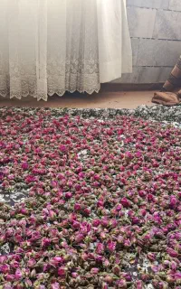 غنچه گل محمدی برگ گل