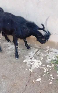 پازن داشتی