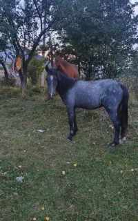 مادیان به همراه کره