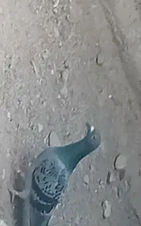 پلاکی نر معامله با نرگسی ماده