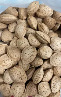 گردو ‌و بادام بوانات