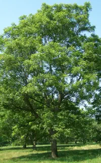 گردو زن ماهر