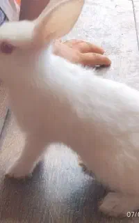 خرگوش