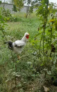 حیوانات مزرعه