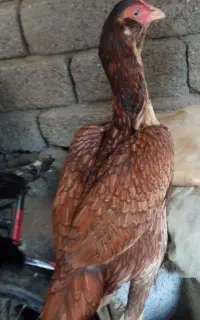 مرغ
