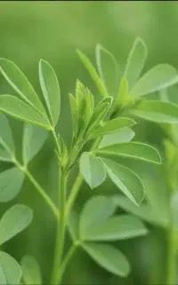 یونجه