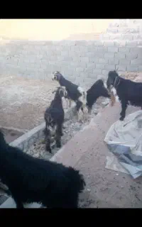 پنج راس کره