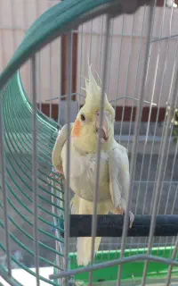 عروس هلندی