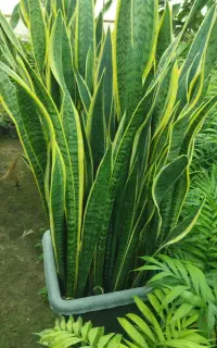 خدمات باغبانی متین