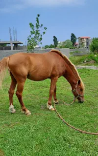 نریان دورگه