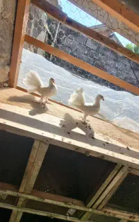 کبوتر دم چتری وارداتی