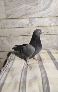 نر سبز ساده ابادانی
