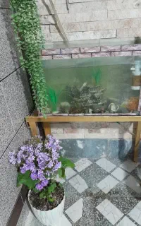 اکواریوم ماهی با تمام وسیله ها