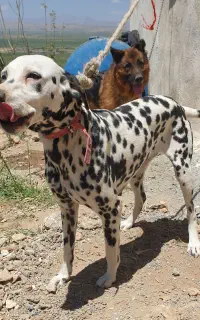 سگ دالمیشن شکاری انگلیسی