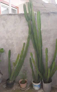 کاکتوس پریانوس