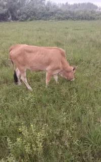 لیشه یکساله