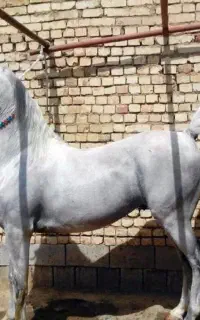 اسب شرایطی
