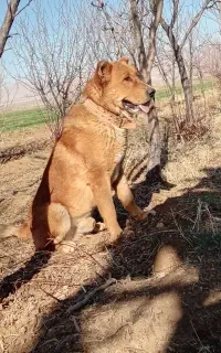 سگ گله