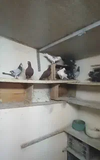 دسته 30تایی پلاکی  ساده