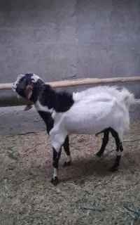 دگه (بز نز) پاکستانی