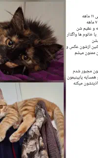 واگذاری گربه خیلی فوری