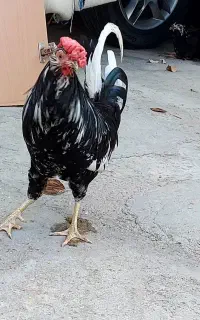 خروس گلین