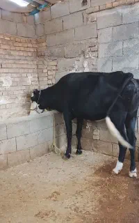 گاو