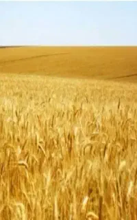 فروش گندم