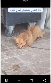 سگ گمشده