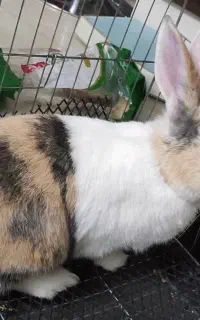 خرگوش نر 2ساله