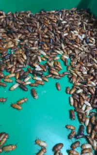 میلورم خشک و زنده