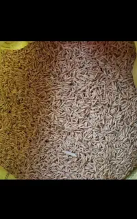 تخم برنج هاشم