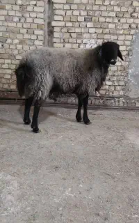 قوج جوان