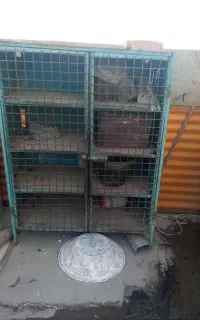 قفس جفت کن کبوتر