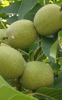 فروش گردو نهال آمریکایی در ماه نهال