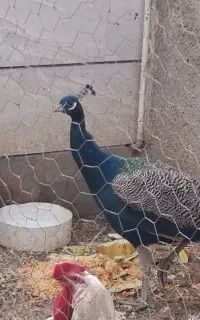 طاووس