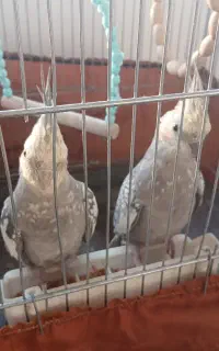 عروس هلندی