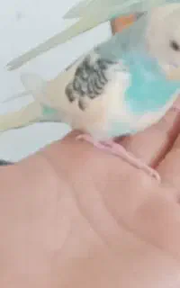 مرغ عشق