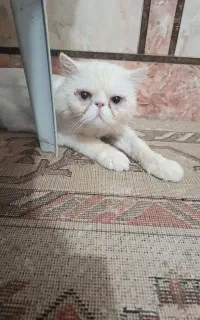 گربه پرشین