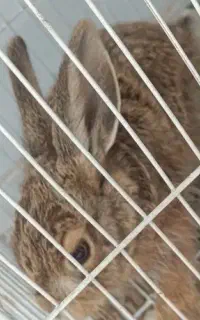 خرگوش جهت معاوضه